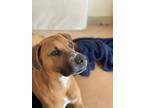 Adopt Lucy a Red/Golden/Orange/Chestnut - with White Black Mouth Cur / Mixed dog