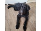 Adopt Zuzu a Black Labrador Retriever / Terrier (Unknown Type