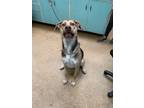 Adopt Bandit a Brown/Chocolate Labrador Retriever / Mixed dog in Madera