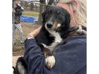 Adopt Zoey a Black Australian Shepherd / Dachshund / Mixed dog in Metamora