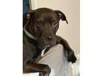 Adopt Shadow a Black American Pit Bull Terrier / Cane Corso / Mixed dog in
