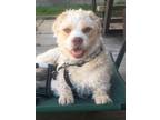 Adopt Ozzi a Tan/Yellow/Fawn - with White Labradoodle / Mixed dog in Denver