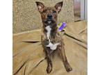 Adopt Everett a Brown/Chocolate Mountain Cur / Mixed dog in Merriam