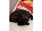 Adopt Hera a Brindle Boxer / Labradoodle / Mixed dog in Kansas City