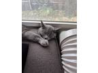 Adopt Nala a Gray or Blue Russian Blue / Mixed (short coat) cat in East Lansing