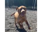 Adopt Saturday a Red/Golden/Orange/Chestnut Hound (Unknown Type) / Mixed dog in