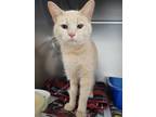 Adopt Ellie a Tan or Fawn Domestic Shorthair / Domestic Shorthair / Mixed cat in