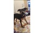 Adopt Zeus a Brown/Chocolate - with Black Rat Terrier / Mixed dog in Abbeville
