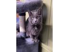 Adopt SIERRA a Gray or Blue Russian Blue (short coat) cat in Cleveland