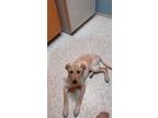 Adopt Bo Duke a Tan/Yellow/Fawn Labrador Retriever / German Pinscher / Mixed dog