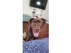 Adopt Koya a Brown/Chocolate Labrador Retriever / American Pit Bull Terrier /