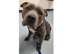Adopt Pewter a Pit Bull Terrier / Mixed dog in Portsmouth, VA (37617411)