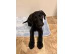 Adopt Boogie a Black Labradoodle / Scottie, Scottish Terrier / Mixed dog in Salt
