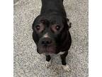 Adopt Deuce a American Pit Bull Terrier / Mastiff / Mixed dog in Golden