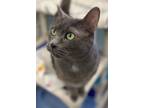 Adopt Lilo(bonded With Stitch)petsmart a Domestic Shorthair / Mixed cat in