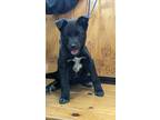 Adopt Murphy a Black German Shepherd Dog / Mixed dog in Parsons, KS (37617172)
