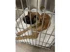 Adopt 52272324 a Tan/Yellow/Fawn Labrador Retriever / Mixed dog in Shelby