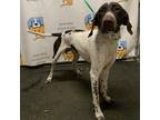 Adopt Issac a White - with Tan, Yellow or Fawn Pointer / Mixed dog in Milton