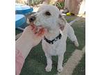Morgan, Bedlington Terrier For Adoption In Apple Valley, California