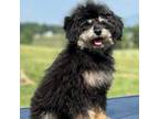 Cavapoo Puppy for sale in Raphine, VA, USA