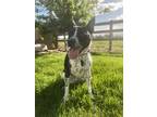 Adopt Roxy a Black - with White Australian Cattle Dog / Boxer / Mixed dog in