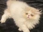 Persian Kitty Of Lola