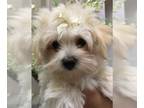Morkie-Poodle (Toy) Mix PUPPY FOR SALE ADN-574199 - Gorgeous non shedding little