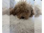 Poodle (Toy) PUPPY FOR SALE ADN-574260 - Toy poodle