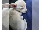 Chihuahua PUPPY FOR SALE ADN-574277 - 1lb cutie with a creamy coat
