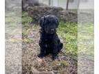 Aussiedoodle PUPPY FOR SALE ADN-574565 - Stunning Black Aussiedoodle