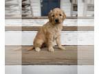 Aussiedoodle PUPPY FOR SALE ADN-574570 - Beautiful Red Aussiedoodle