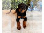 Rottweiler PUPPY FOR SALE ADN-574296 - Rottweiler