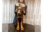 Doberman Pinscher PUPPY FOR SALE ADN-574261 - AKC Doberman Pinscher Puppies 2