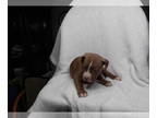 American Pit Bull Terrier-Bullmastiff Mix PUPPY FOR SALE ADN-574589 - puppys for