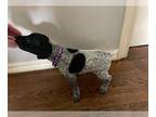 German Shorthaired Pointer PUPPY FOR SALE ADN-574249 - Last Round for GSP