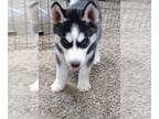 Siberian Husky PUPPY FOR SALE ADN-574442 - Siberian Husky Puppy Purebred