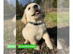 Golden Retriever PUPPY FOR SALE ADN-574315 - Golden Retriever Puppies