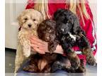 Cavapoo PUPPY FOR SALE ADN-574278 - Colorful Litter of Cavapoo Puppies