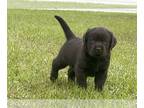 Labrador Retriever PUPPY FOR SALE ADN-574718 - English Lab Puppies