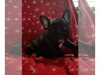 French Bulldog PUPPY FOR SALE ADN-574658 - AKC frenchie puppies