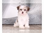 Havanese PUPPY FOR SALE ADN-574355 - Perry Charming Tri AKC Male Havanese Puppy