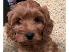 Cavapoo PUPPY FOR SALE ADN-574726 - Soup the Cavapoo