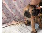 Cane Corso PUPPY FOR SALE ADN-574655 - Cane Corso Pups