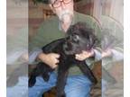 German Shepherd Dog-Shepadoodle Mix DOG FOR ADOPTION ADN-574202 - Shepadoodle om