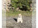 Mutt-Siberian Husky Mix DOG FOR ADOPTION ADN-574201 - Husky Mix puppy needs a