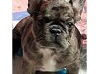 French Bulldog Puppy for sale in Mapleville, RI, USA