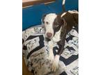 Adopt Loki A Brown/Chocolate - With White Jack Russell Terrier / Mixed Dog In