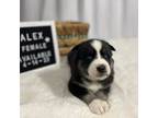 Siberian Husky Puppy for sale in Tiverton, RI, USA