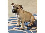 Adopt Junior a Tan/Yellow/Fawn Pit Bull Terrier / Mixed dog in Camas