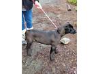 Adopt SALLY a Black Labrador Retriever / Mixed dog in Diamond Springs